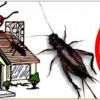 A Spat for Environment Friendly Pest of Bug Control.
